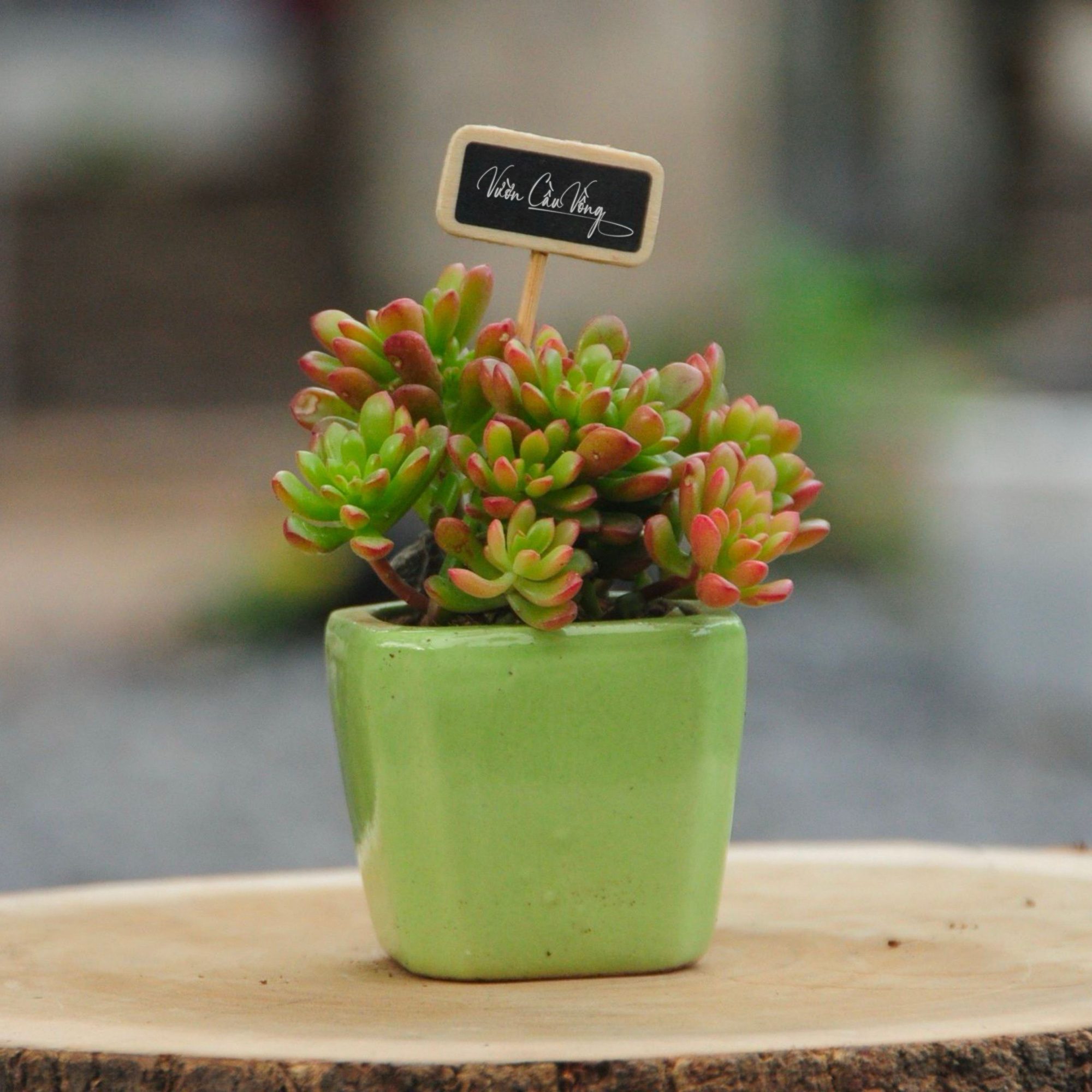 Chậu decor