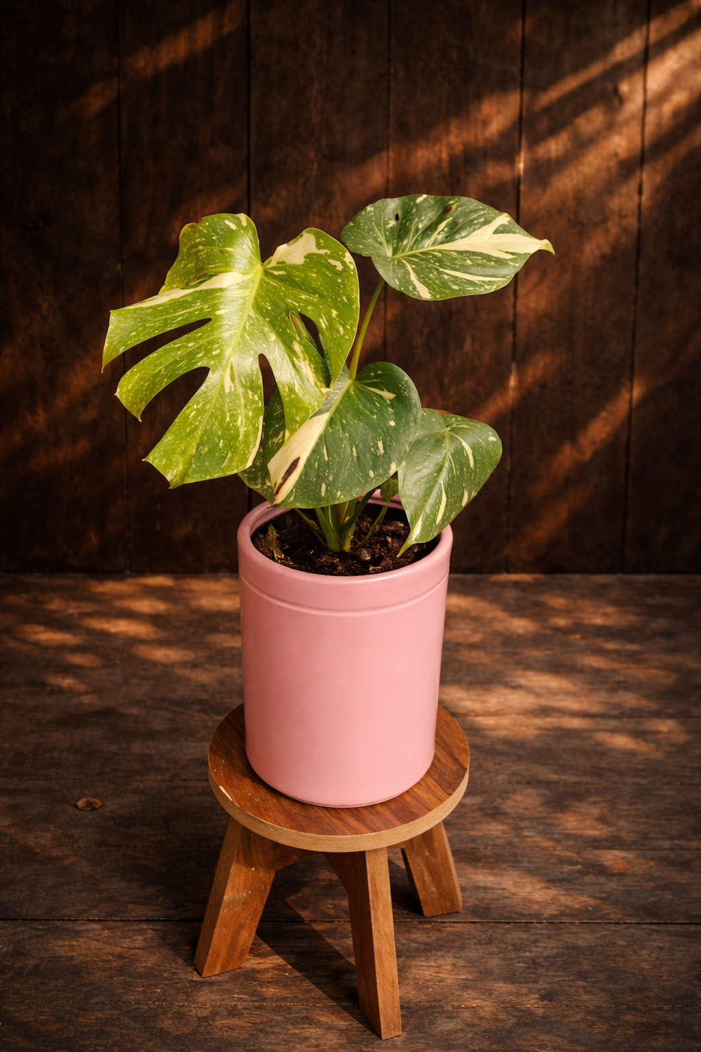 Cây trầu bà Nam Mỹ đột biến có những mảng vàng kem trên lá